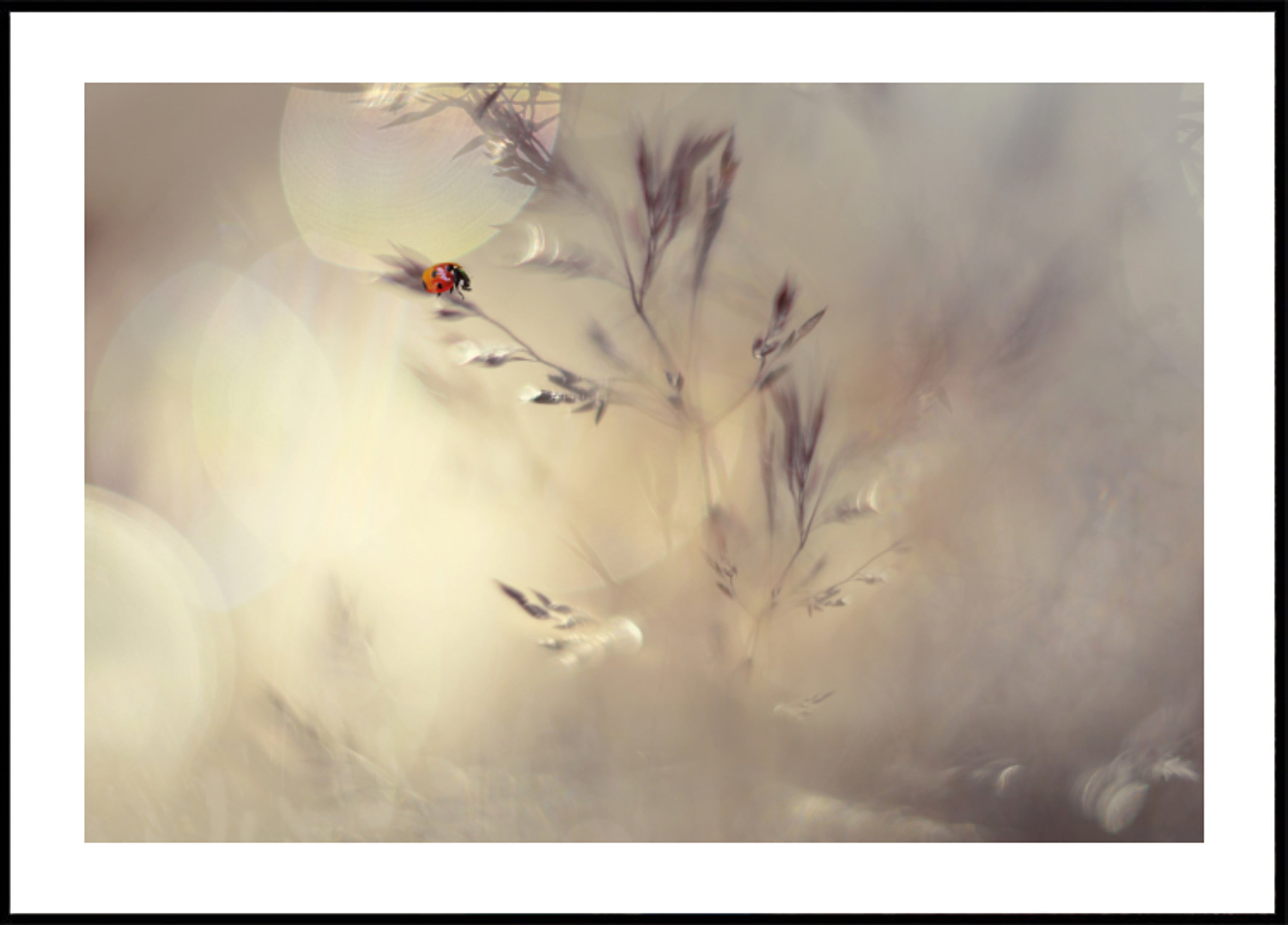 Marzycielski Biedronka Bokeh