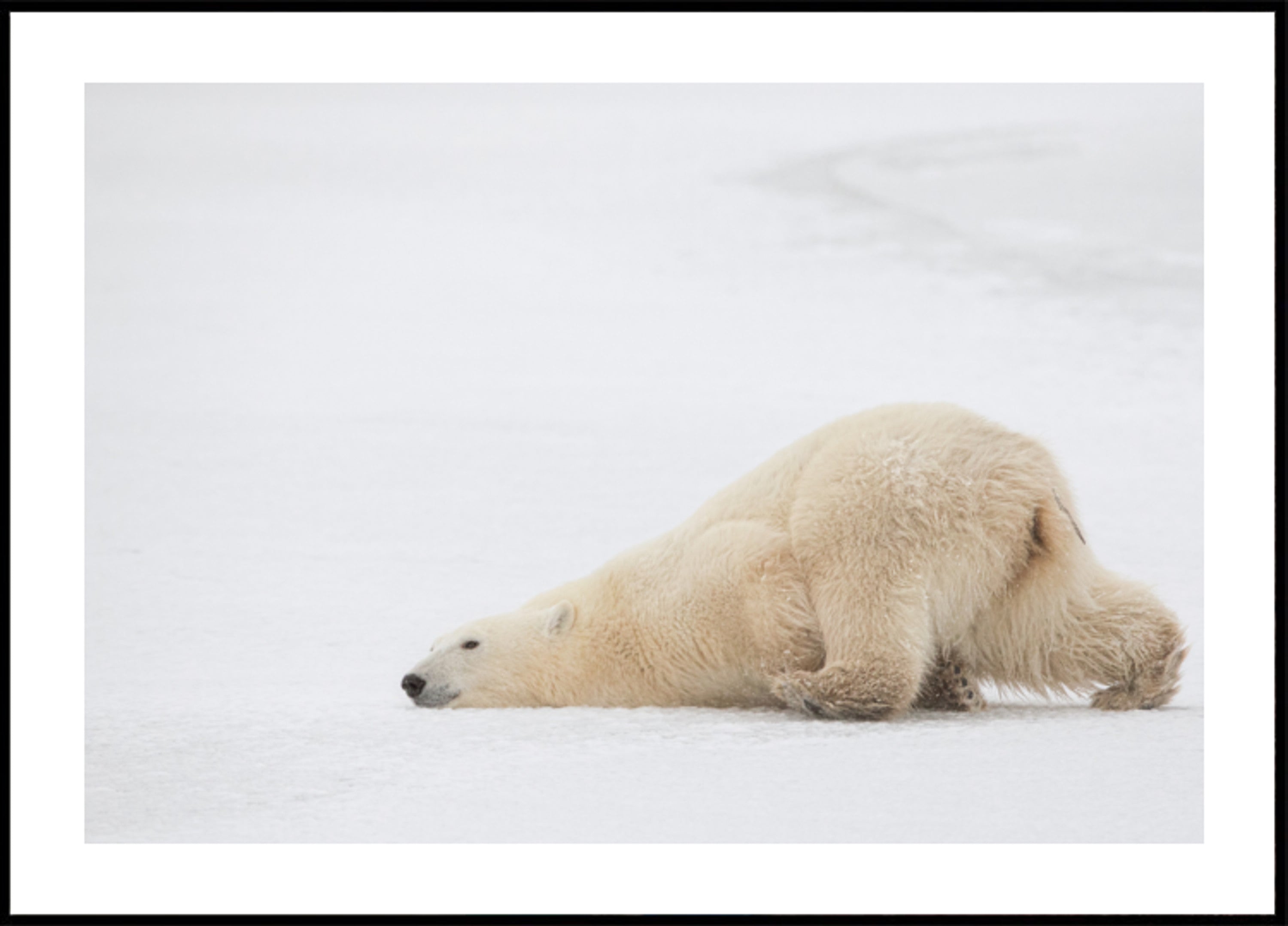 Spokojna drzemka niedźwiedzia polarnego
