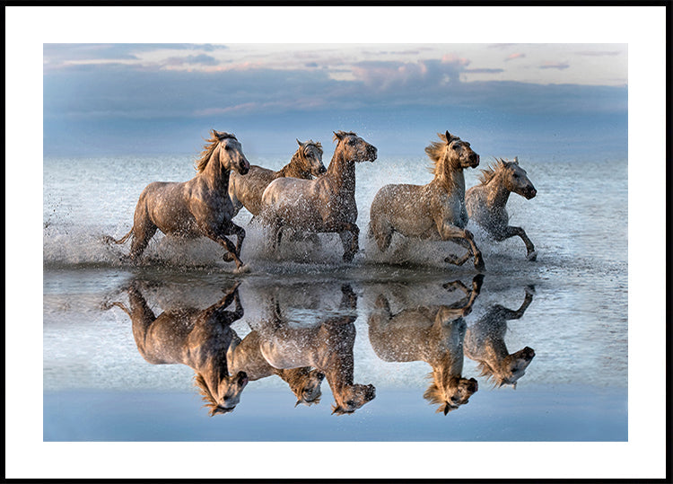 Horses and reflection - Posterbox